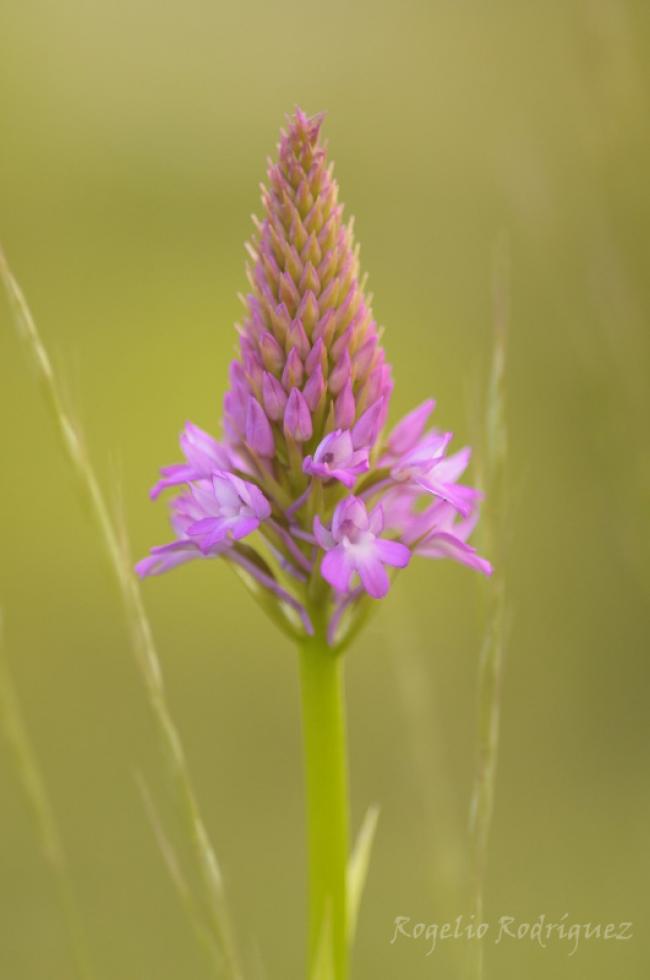 Imagen 31 de la galería de Orquideas